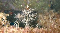 041 Eudendrium (Eudendrium sp)